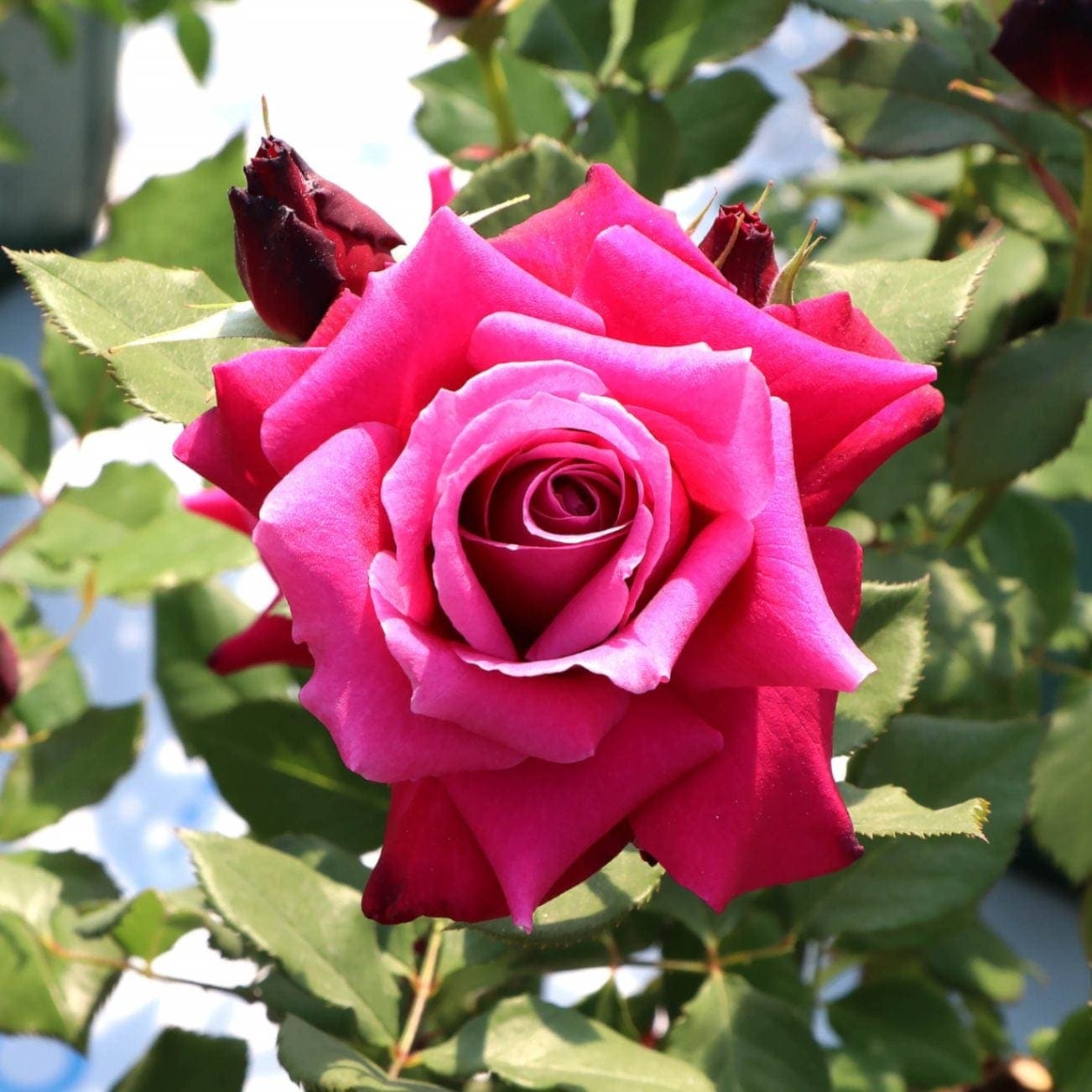 バラ苗 予約新苗 2026 レディソウル 国産ノイバラ台木使用 | 予約新苗