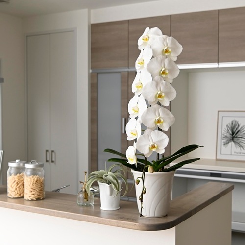 願掛け胡蝶蘭】 白 1本立ち 10輪以上（つぼみ含む）ラッピング付き