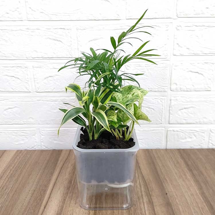 楽しい 寄せ植え ドラセナ モデル Hシリーズ 306 半透明 - おしゃれな