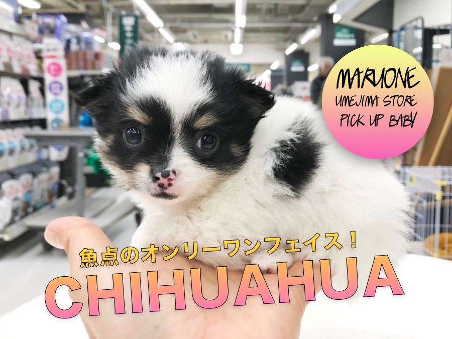 チワワ】仰天のオンリーワンフェイス！性格も従順をインプレ！：梅島店