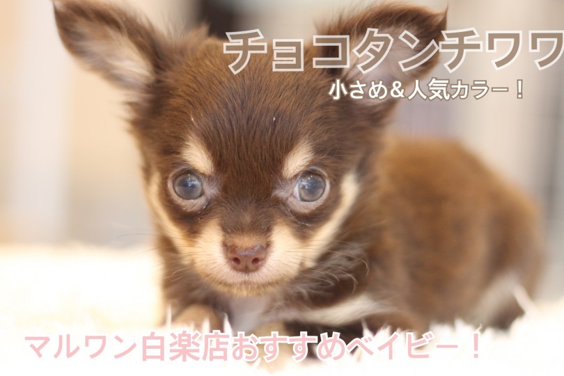 チョコタンチワワ 】大人気カラーのチョコレート＆タン！キュートな姿