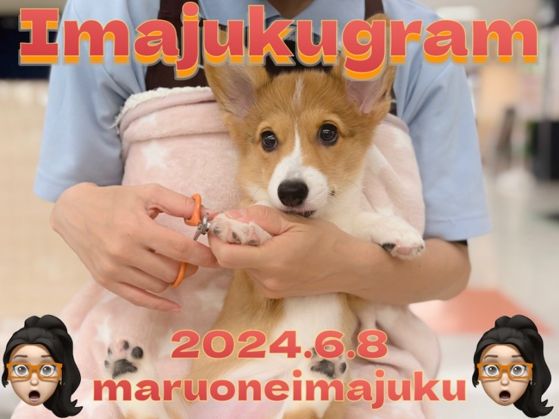 イマジュクグラム 】ヘソ天が大好きなコーギーちゃまのお手入れに密着