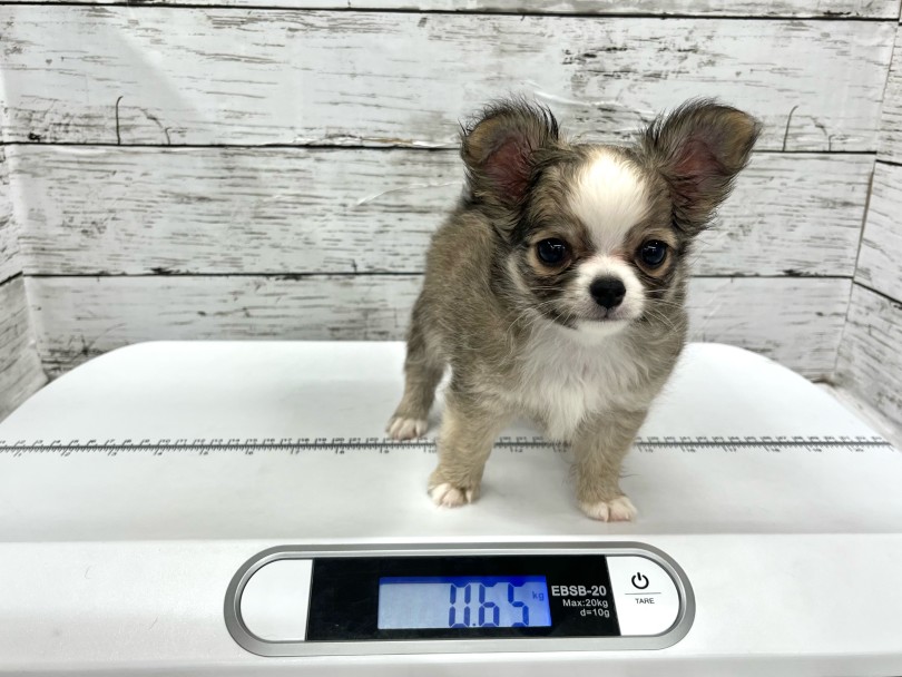 チワワ 】フォーン&ホワイトカラーの王子様。良血統のチワワくん入店