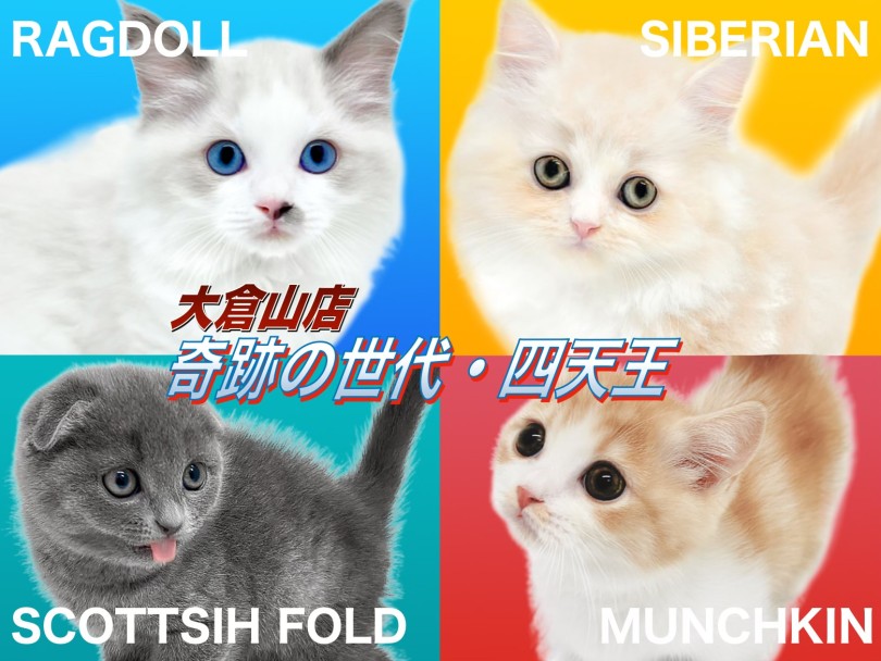 育てやすい子に成長中の猫ちゃん 】個性豊かな奇跡の世代・四天王大