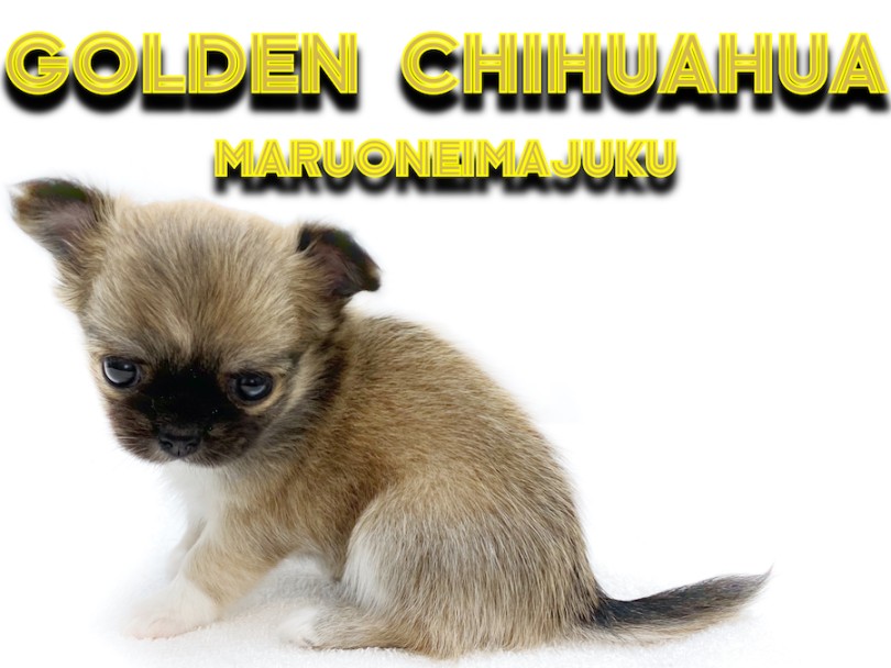 チワワ 】マニアが悶絶！フォーン＆ホワイトの小さめ美少女が聖地に