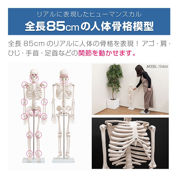人体模型 骨格模型 骨 約85cm 1/2モデル 展示スタンド付き 骨格標本
