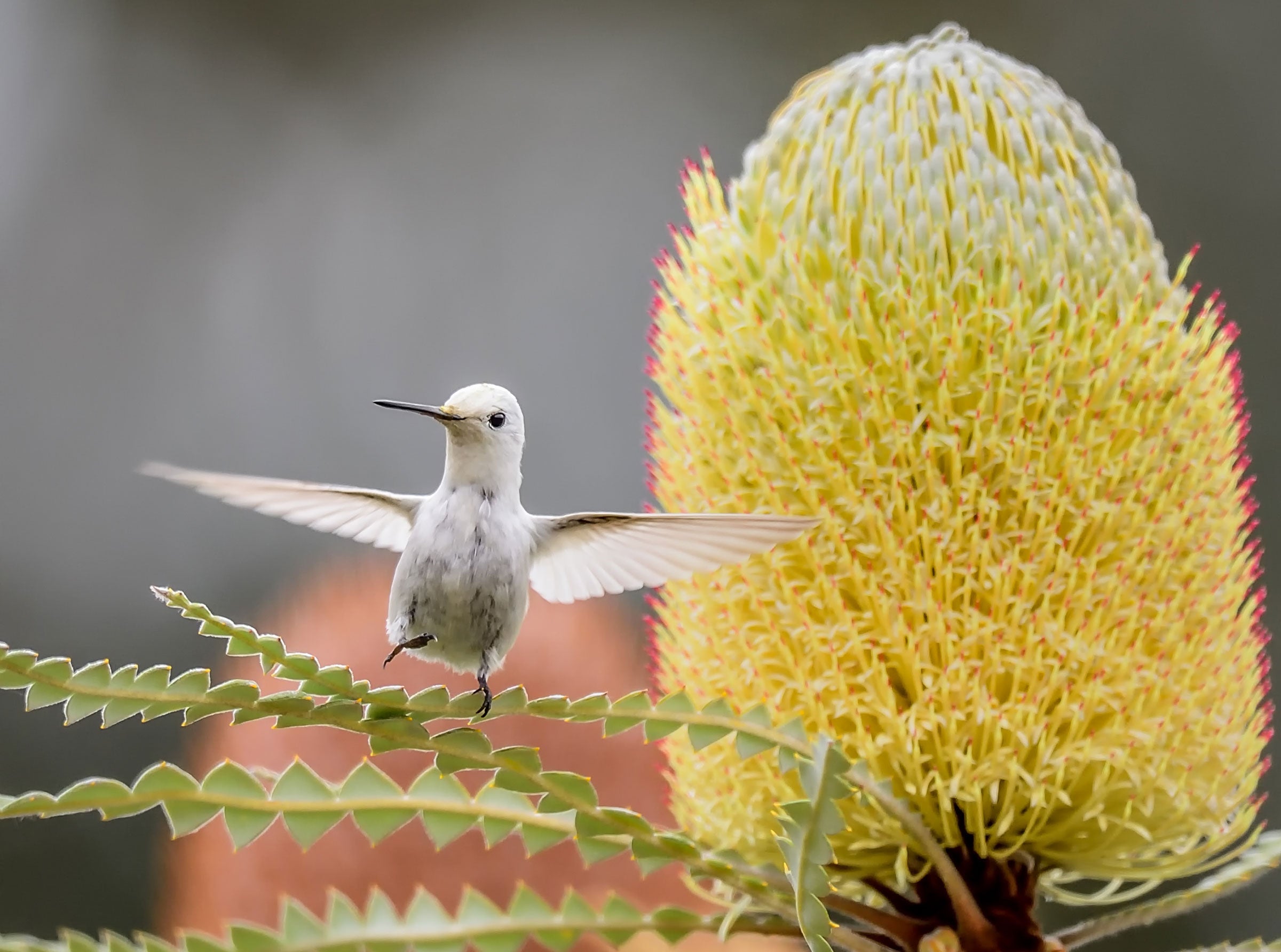 Rare White Hummingbird Steals the Spotlight at California Garden