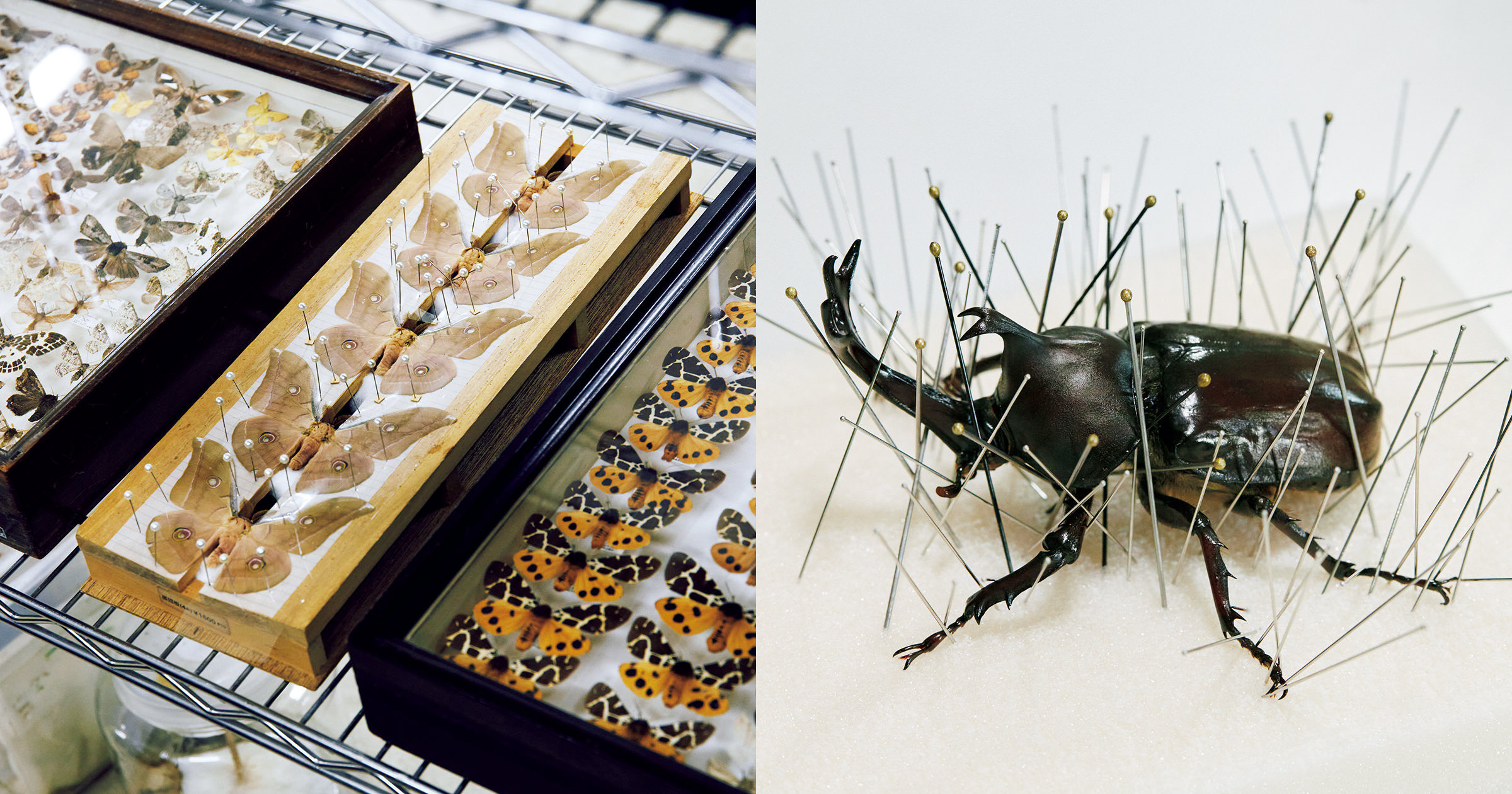自由研究にもおすすめ。意外と簡単!?な昆虫標本の作り方 | ブルータス