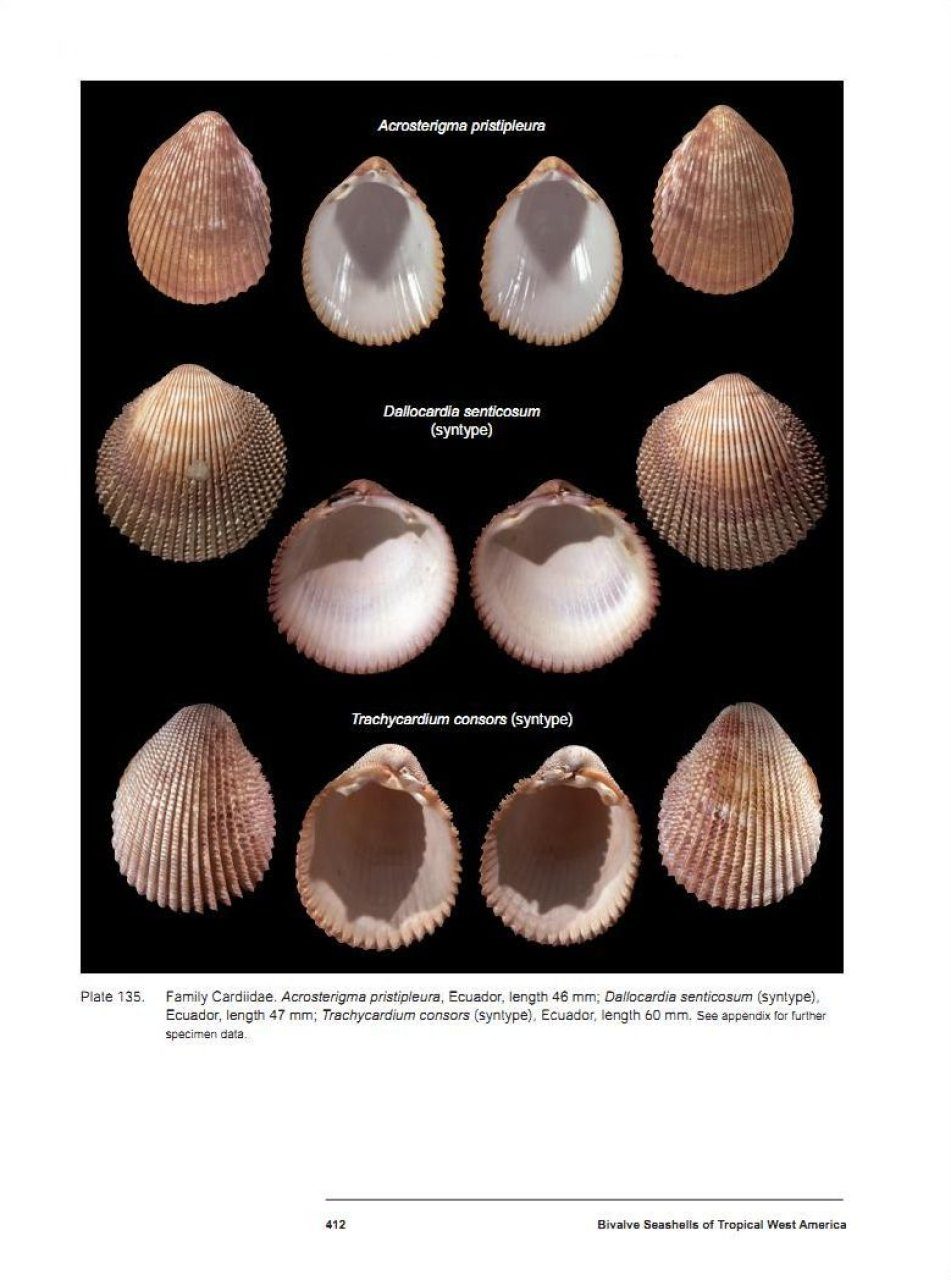 Bivalve Seashells of Tropical West America (2-Volume Set) | NHBS