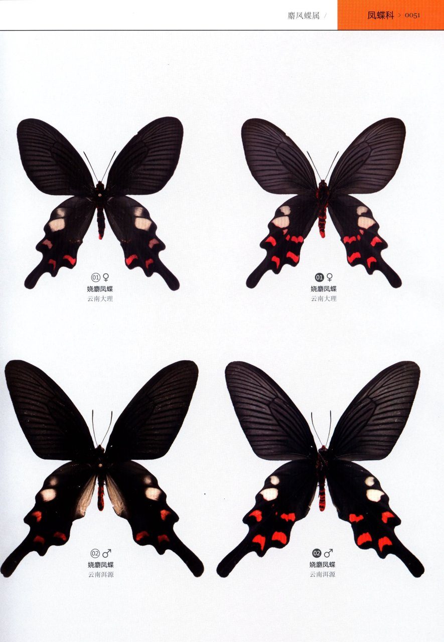 語学・辞書・学習参考書 Butterflies and Moths of China 語学・辞書