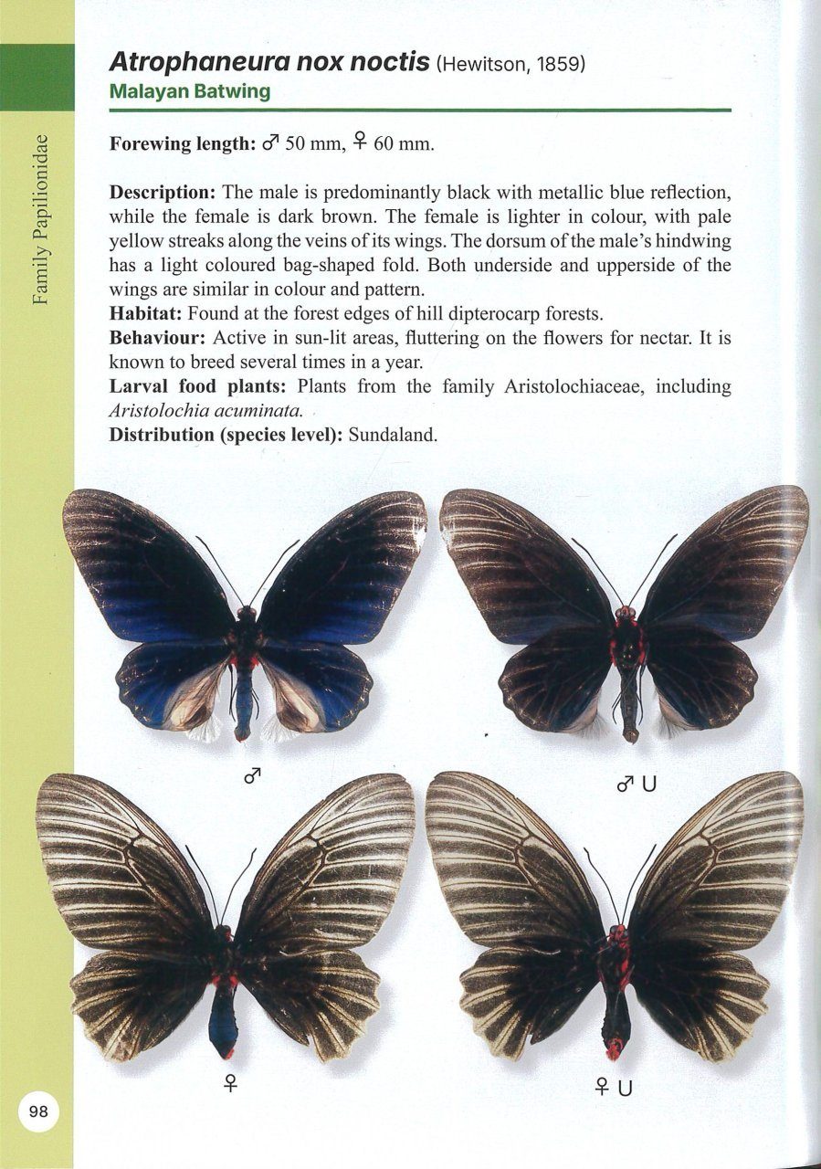 A Guide to Butterflies of Borneo | NHBS Field Guides & Natural History