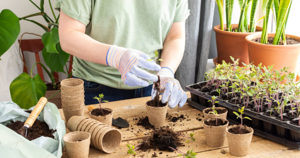 ひかる様 5苗 メルカリ便送料込 ひかる様 5苗 メルカリ便送料込