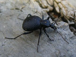 イタリアのセダカオサムシ 【公式通販】