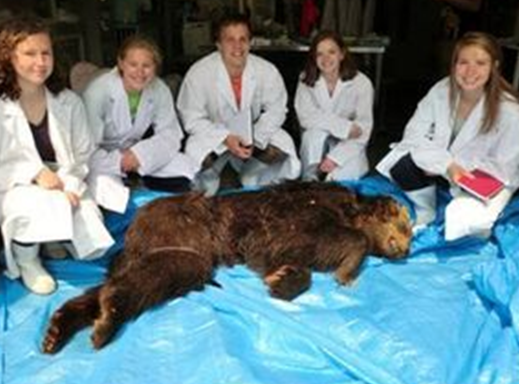 野生動物の法獣医学と野生動物医学の現状【第11回】野生動物医学とワン