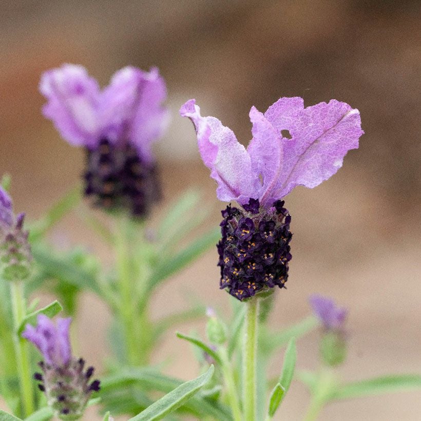 000000006575-01.jpg?size=l&w=