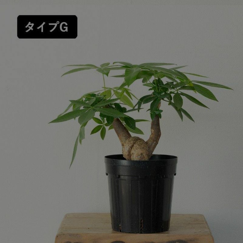 幹曲がり。塊根植物みたいなパキラグラブラ