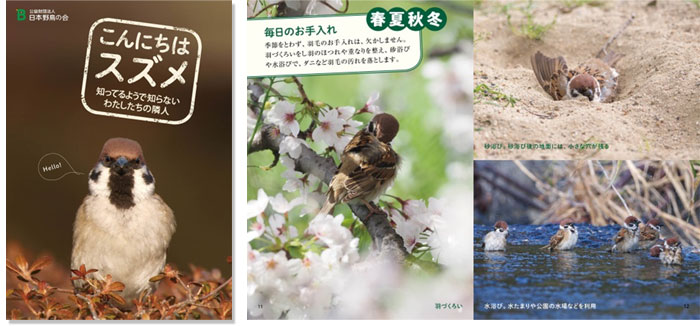 日本野鳥の会 : 小冊子『こんにちはスズメ』プレゼント！