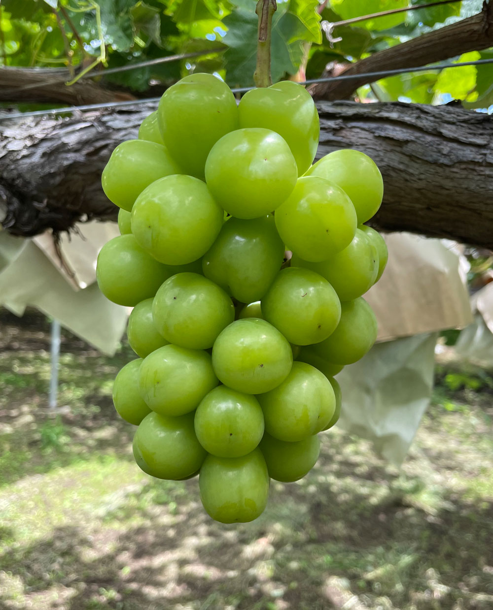 シャインマスカット【お徳用】 | 直販 - モクモクショップ