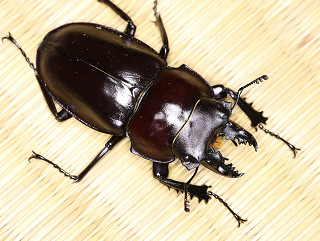 ヤエヤママルバネクワガタ