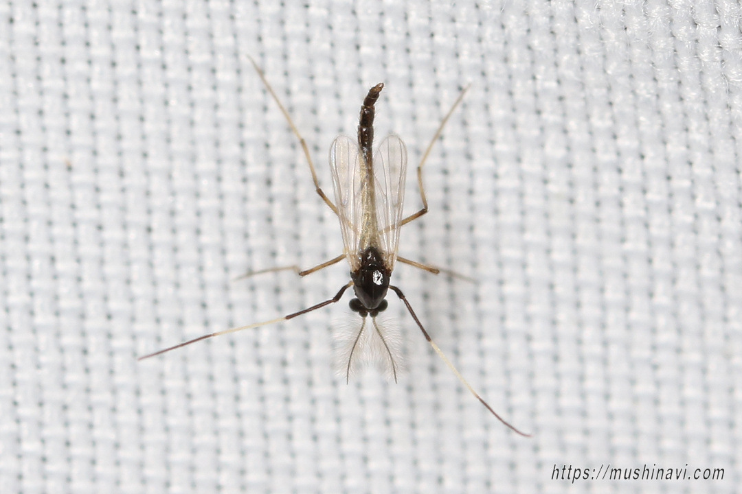 シロアシユスリカ