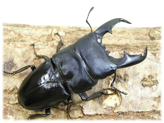 ミンダナオ オオヒラタクワガタ