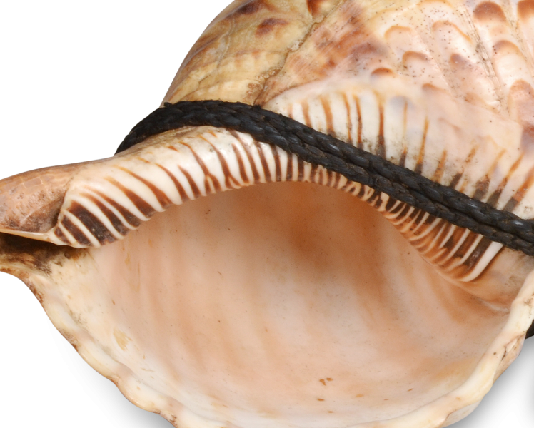 法螺貝｜コレクション｜民音音楽博物館