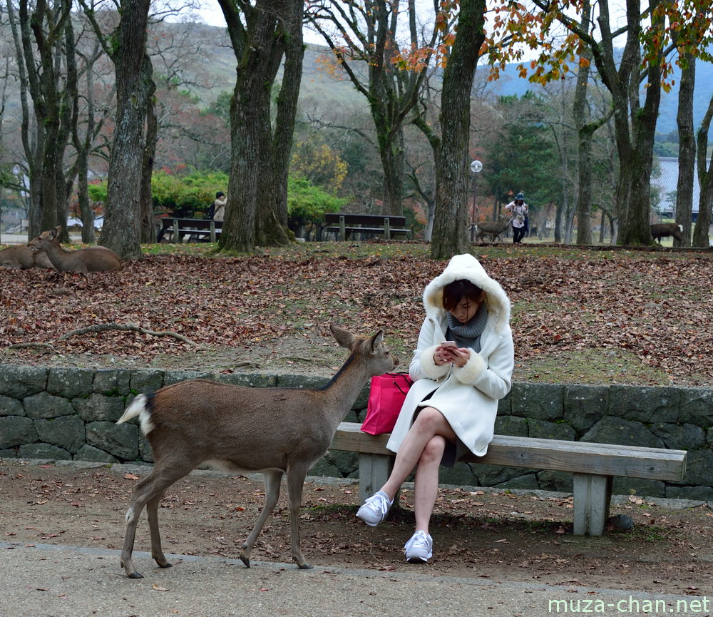 shika-deer-and-girl-nara-big.jpg