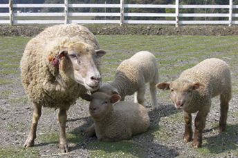 羊のふれあいエサやり体験 | 長浜体験型観光