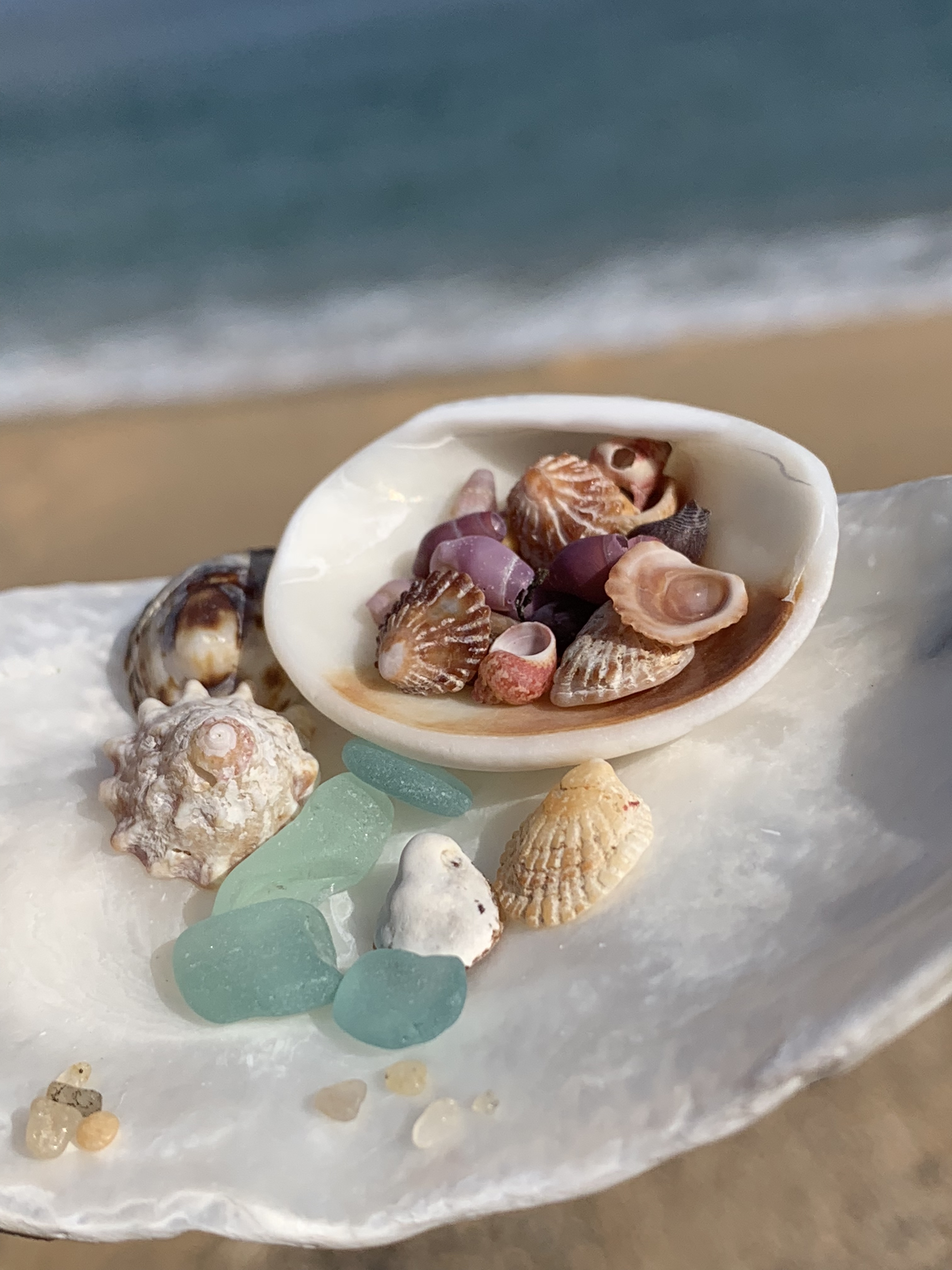 夏の思い出の貝殻、みなさんどうしてますか？] | ポケ海ハンドメイド協会