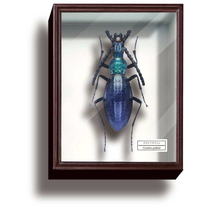 STC ドイツ箱 マグネットコレクション4 – ネイチャーテクニカラー公式