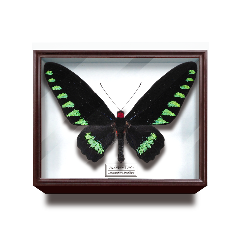 ドイツ箱マグネットコレクション – ネイチャーテクニカラー公式