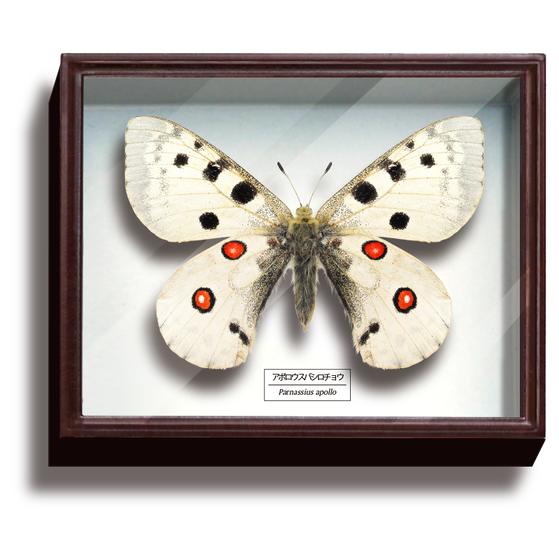 Specimen-box3_04.png