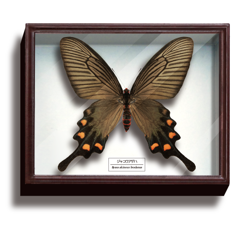 ドイツ箱マグネットコレクション3 – ネイチャーテクニカラー公式