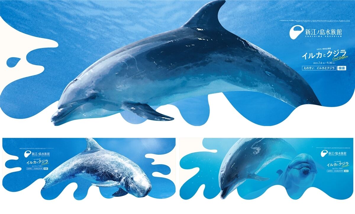 小田急線「クールドルフィン号」2025年夏も「えのすい」がジャック