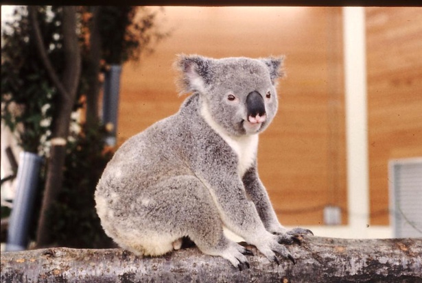 画像3 / 56＞飼育員が語るコアラの意外な素顔とは？「鳴き声が野太く