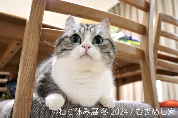 ねこまみれ”の癒やされる空間で新年幕開け！「ねこ休み展」冬の本祭が