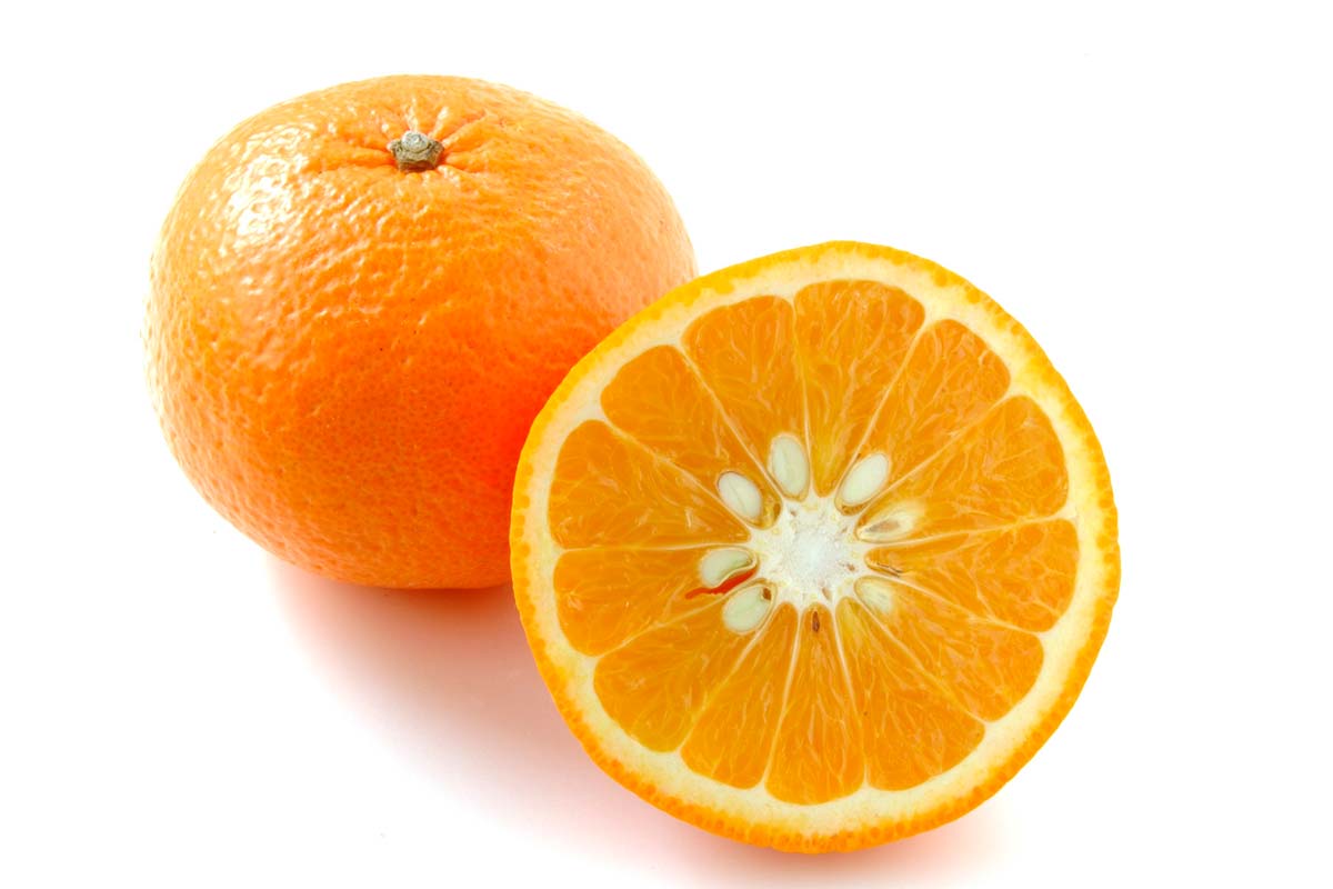 春に登場するかんきつ | 愛媛みかん| 西宇和みかん