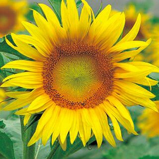 000000019031-01.jpg?size=l&w=