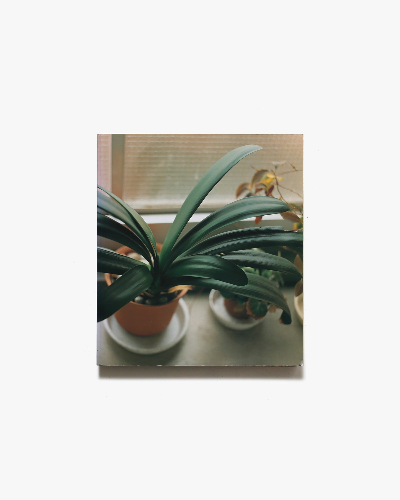 生きている | 佐内正史 | nostos books ノストスブックス