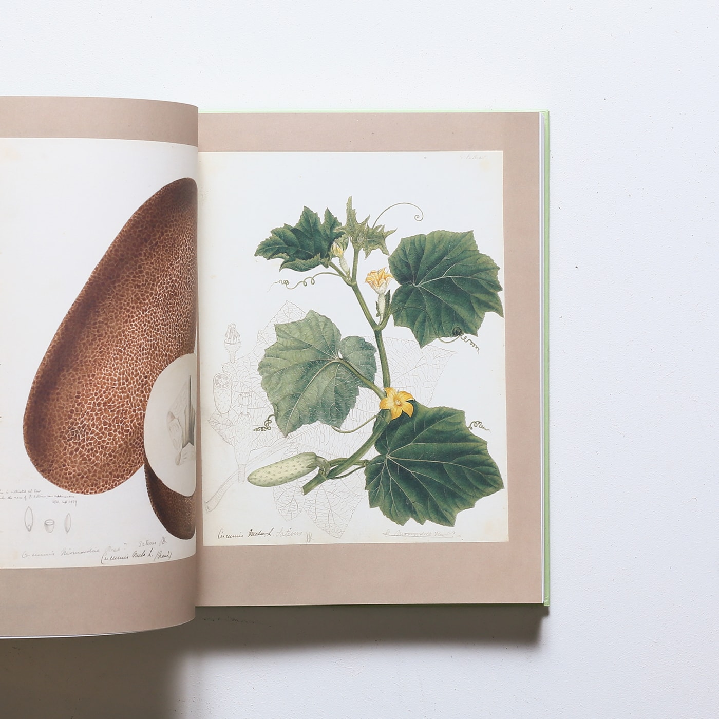 Botanical Sketchbooks | Helen Bynum、William Bynum | nostos books