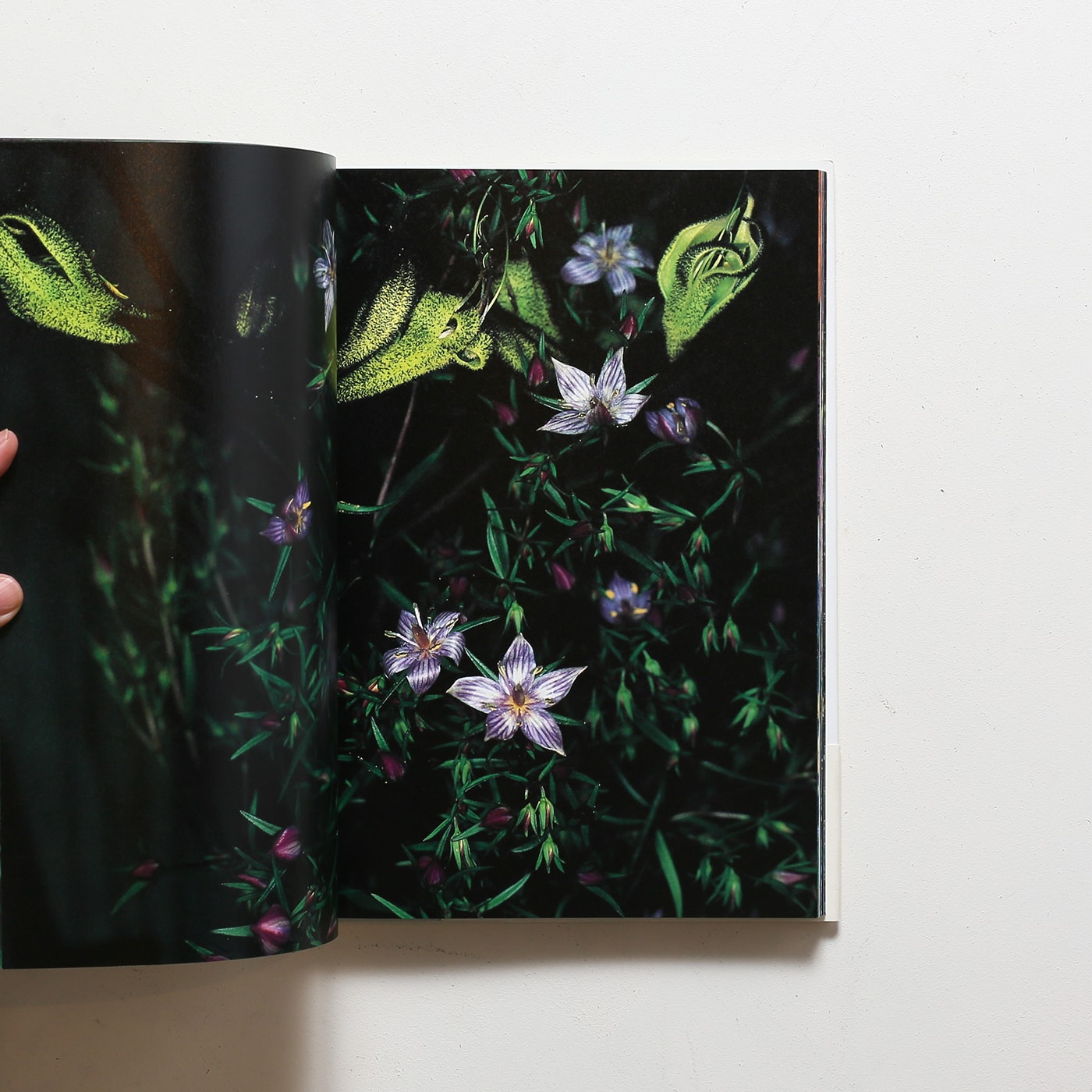 花曲 | 荒木経惟 | nostos books ノストスブックス