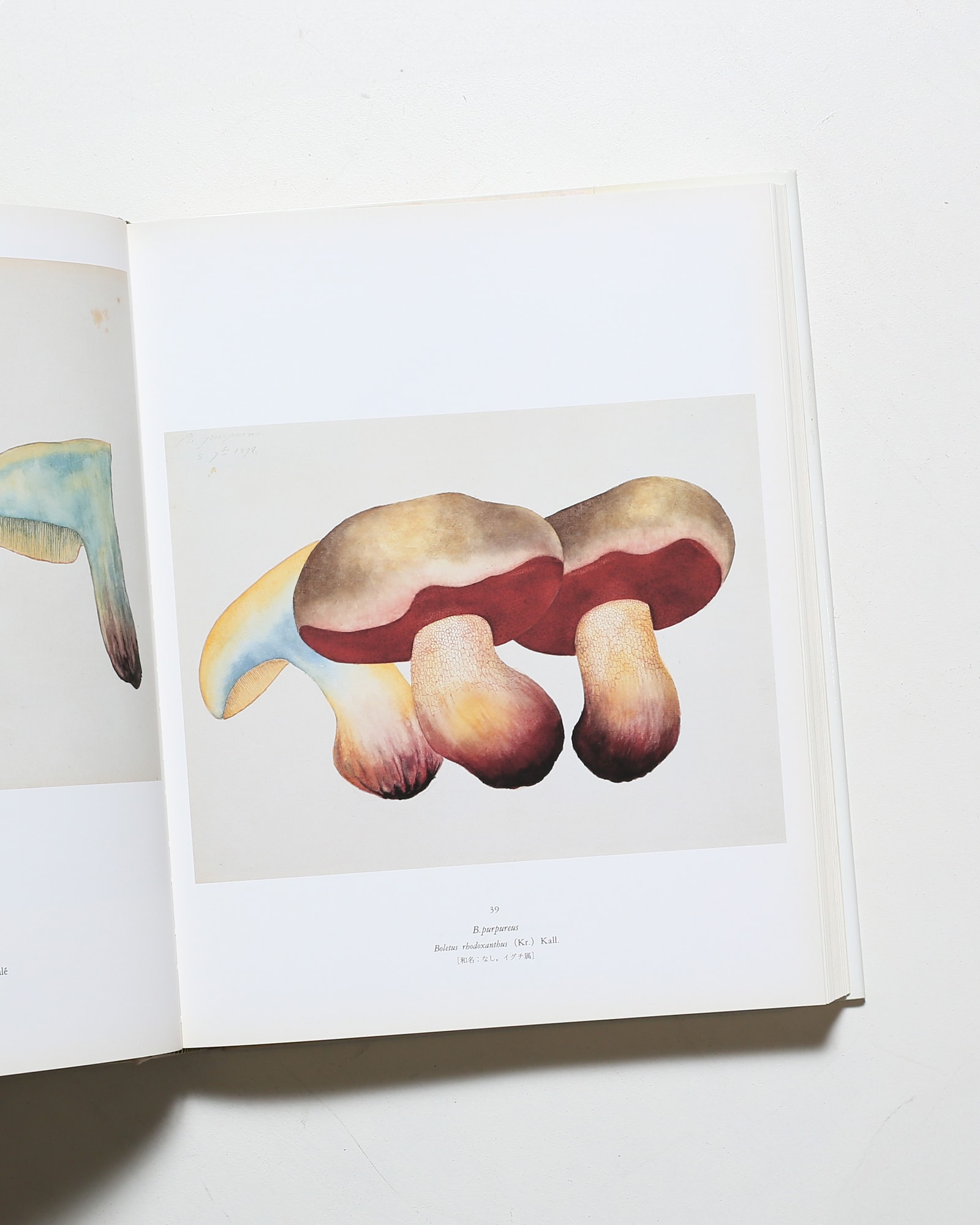 ジャン・アンリ・ファーブルのきのこ 221点の水彩画と解説 | nostos