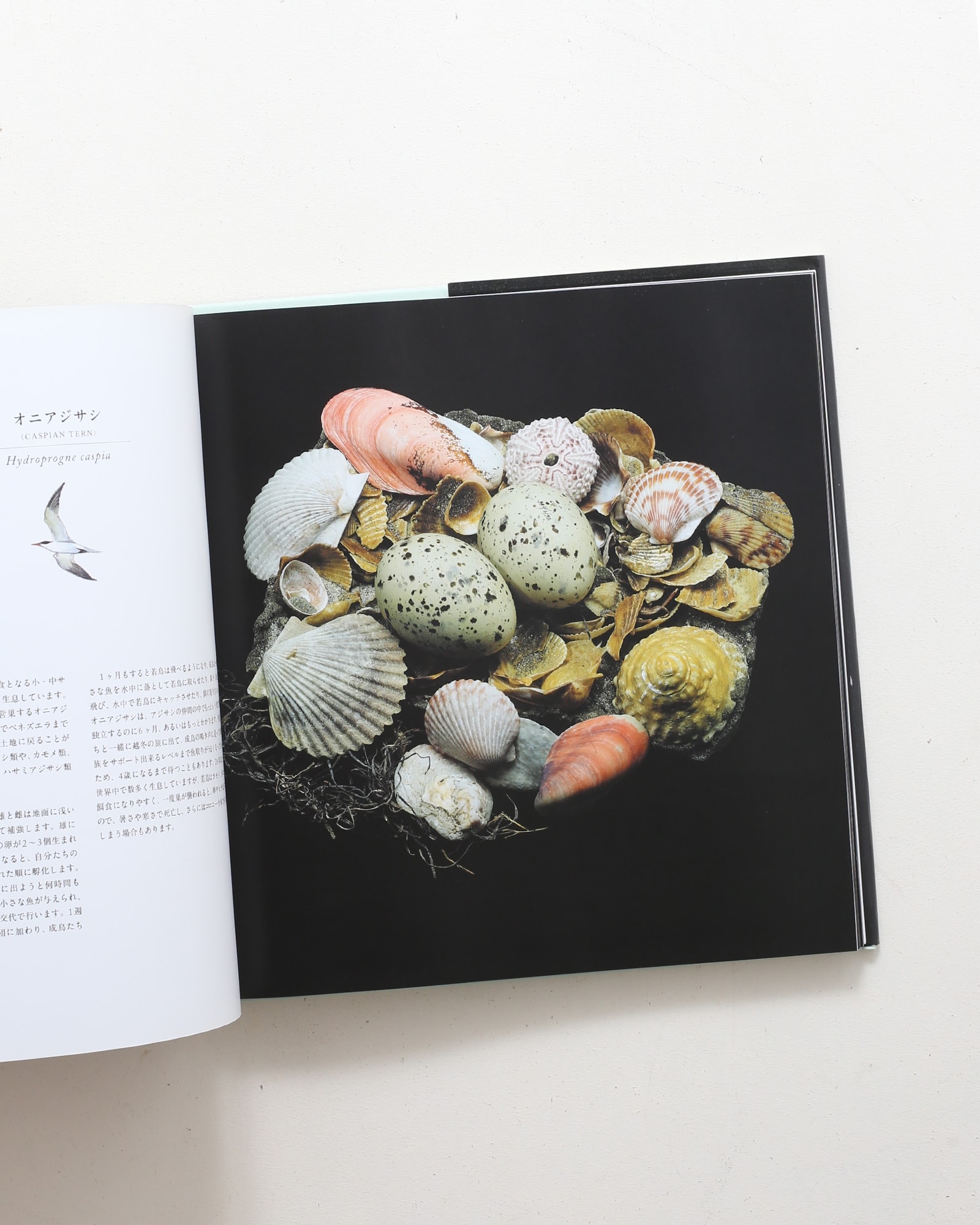 鳥の巣 50個の巣と、50種の鳥たち | シャーロン・ビールズ | nostos