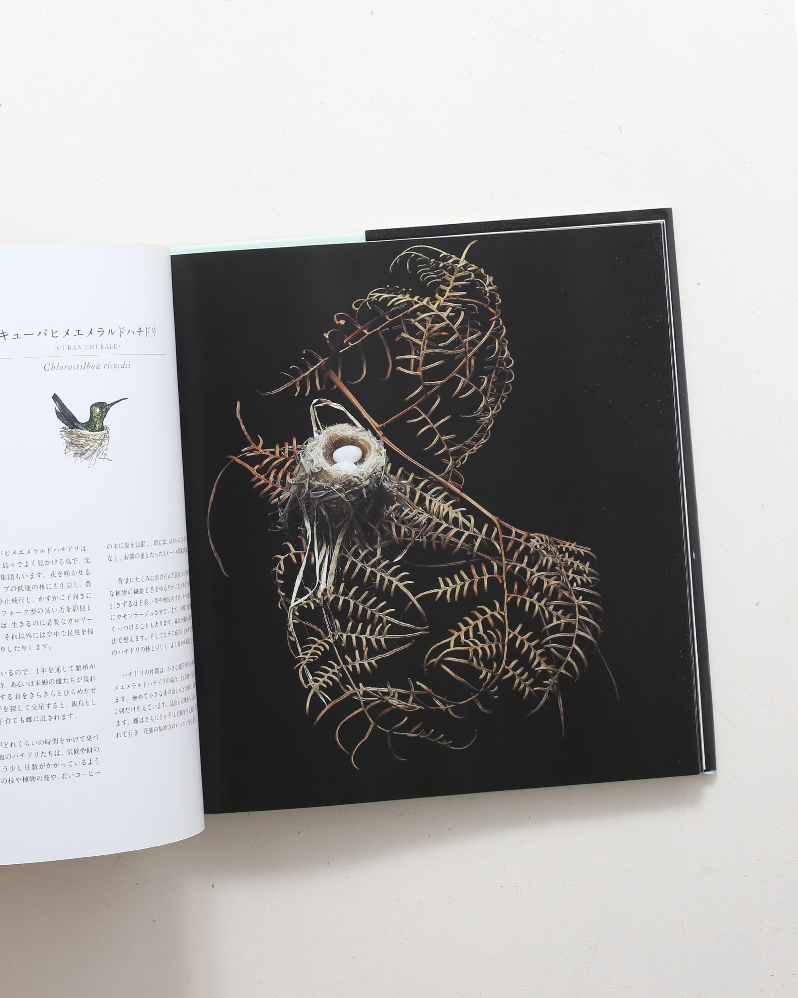 鳥の巣 50個の巣と、50種の鳥たち | シャーロン・ビールズ | nostos