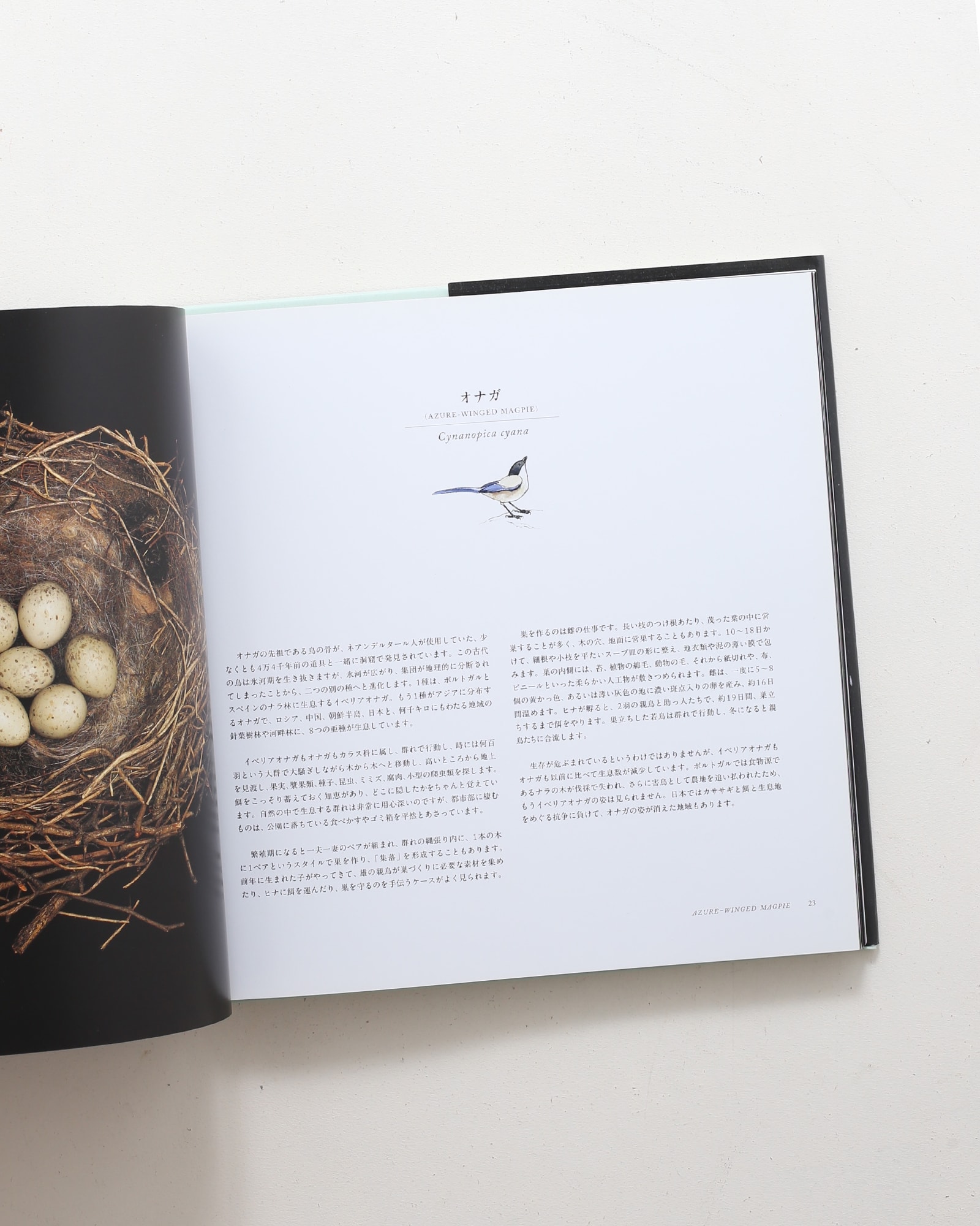 鳥の巣 50個の巣と、50種の鳥たち | シャーロン・ビールズ | nostos