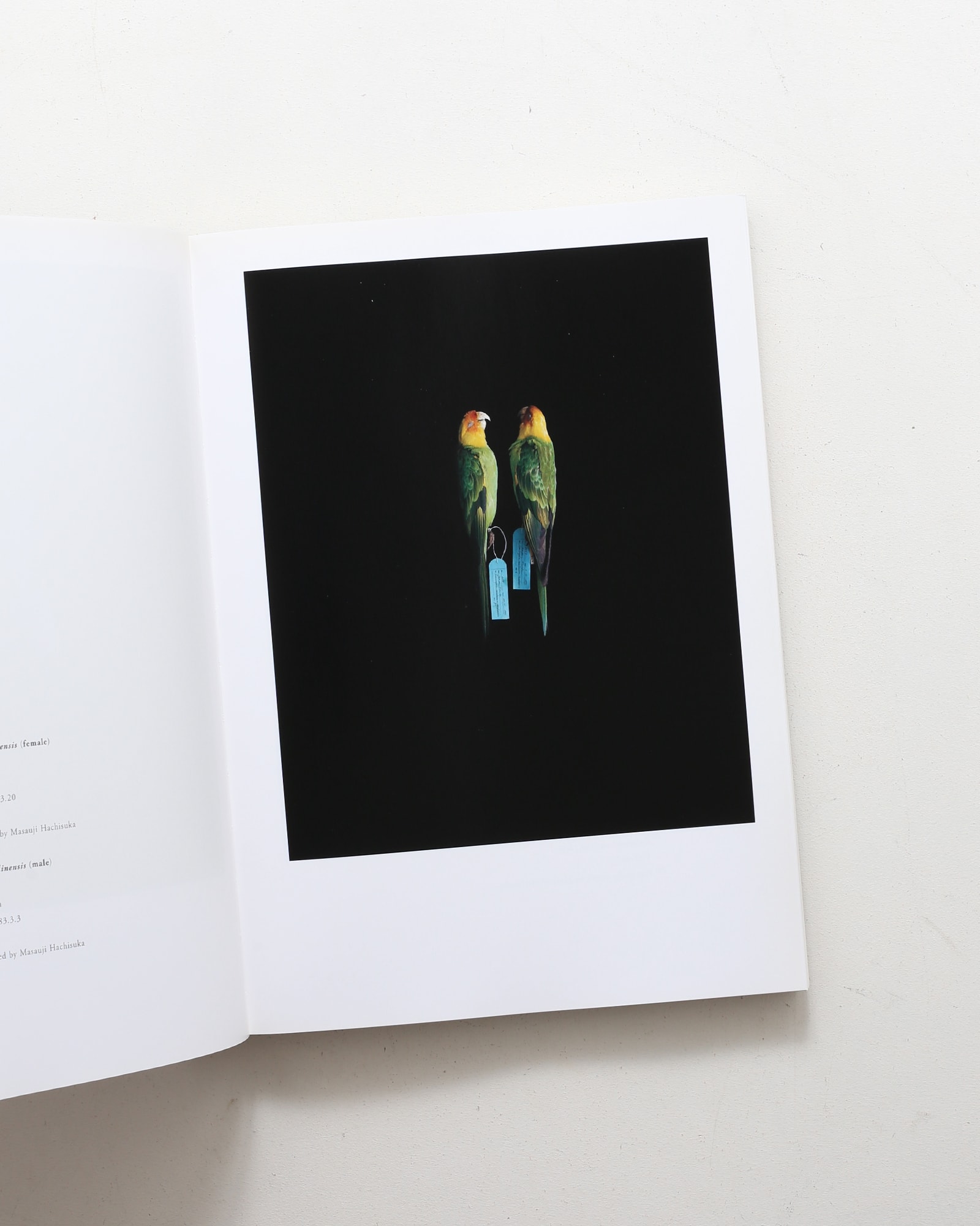 鳥のビオソフィア Biosophia of Birds | 上田義彦、西野嘉章 | nostos