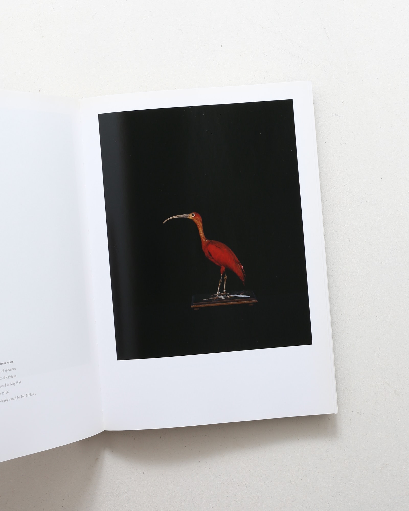 鳥のビオソフィア Biosophia of Birds | 上田義彦、西野嘉章 | nostos