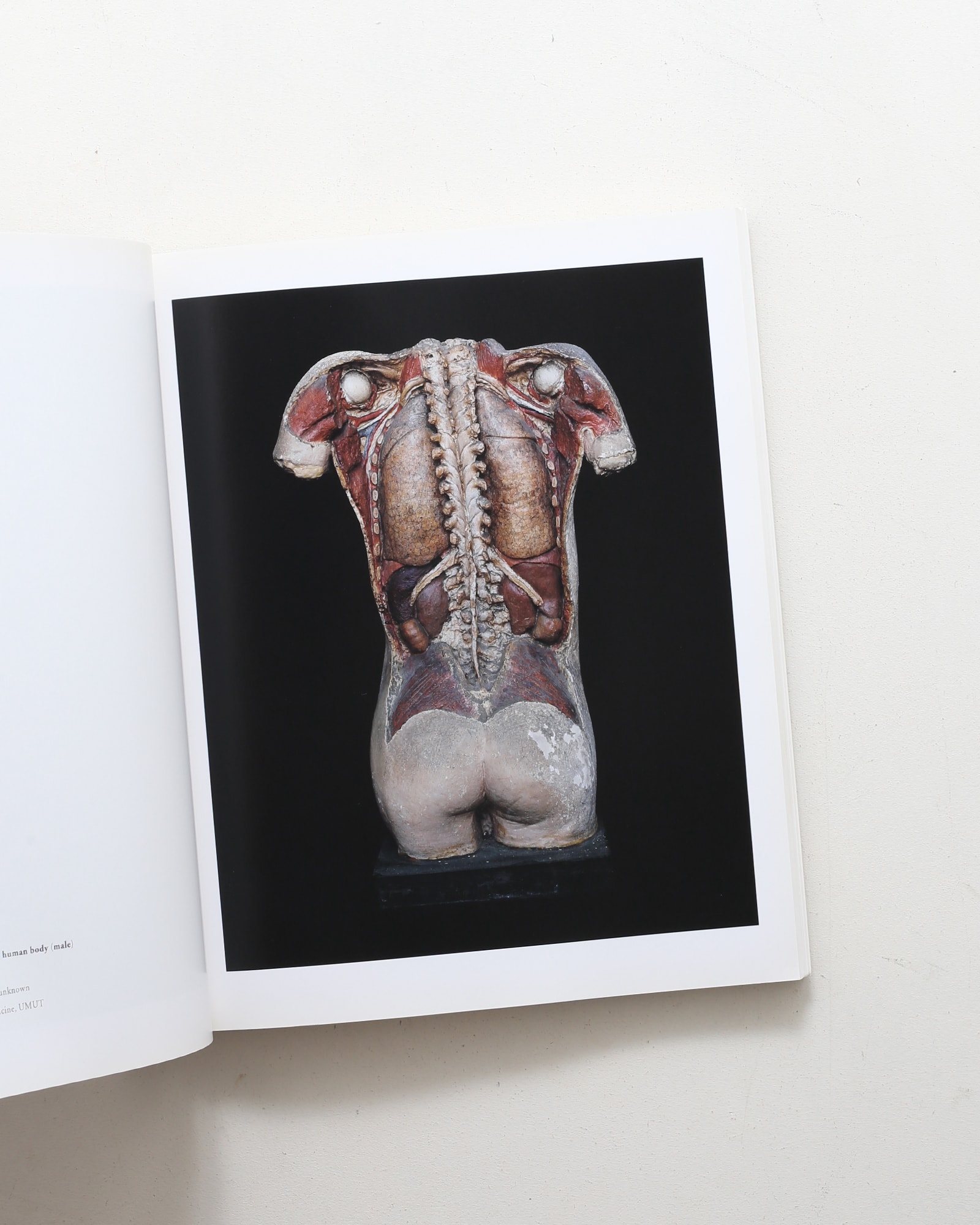 Chamber of Curiosities 東京大学コレクション | 上田義彦、西野嘉章