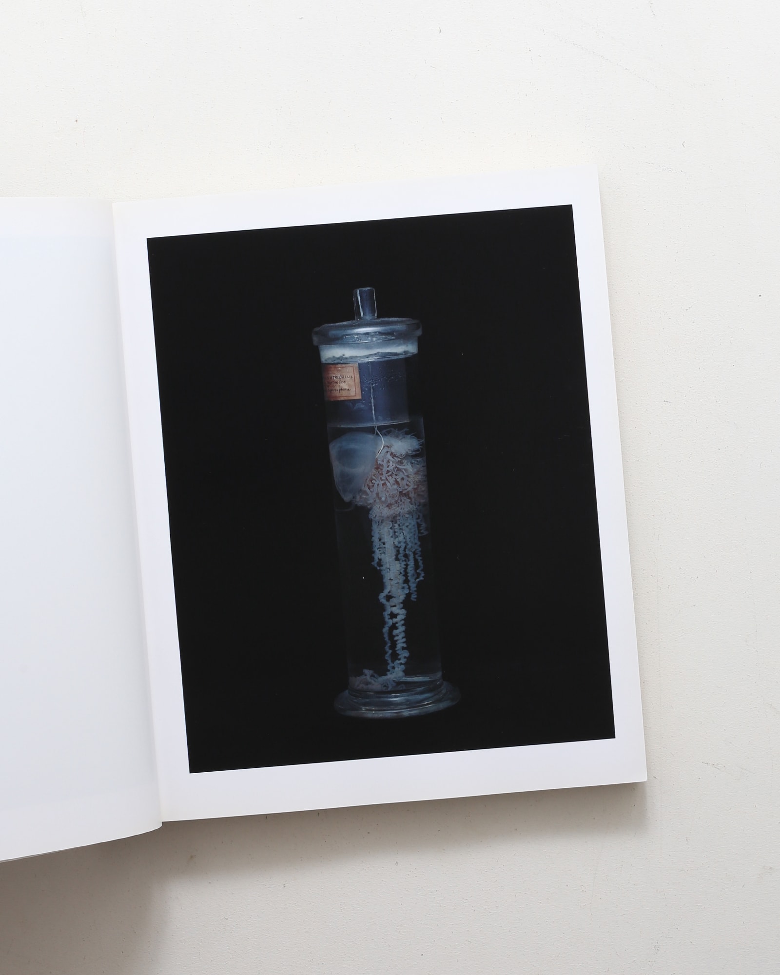 Chamber of Curiosities 東京大学コレクション | 上田義彦、西野嘉章