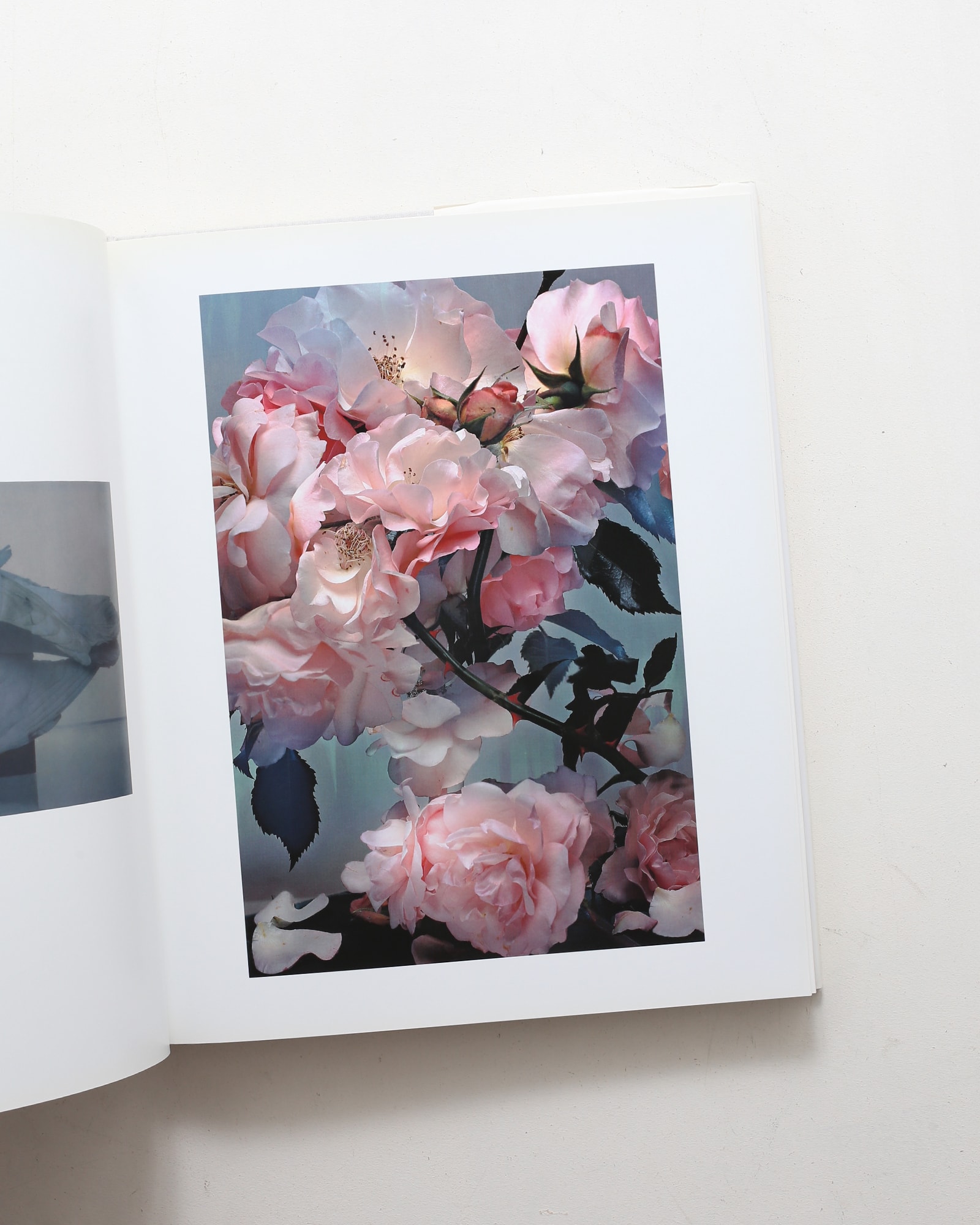 Nick Knight | ニック・ナイト | nostos books ノストスブックス